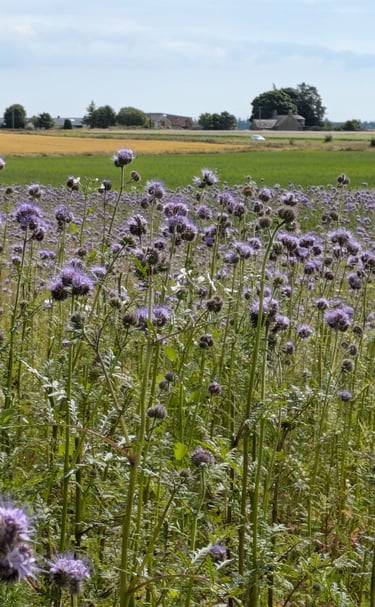 Phacelia growing in the field beside the cabins