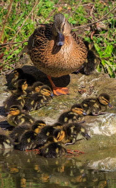 A female Mallard with a brood of ducklings