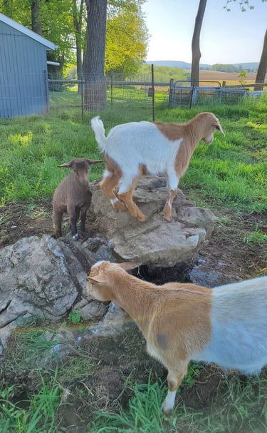 Fainting Goats Playing on Pennsylvania Farm