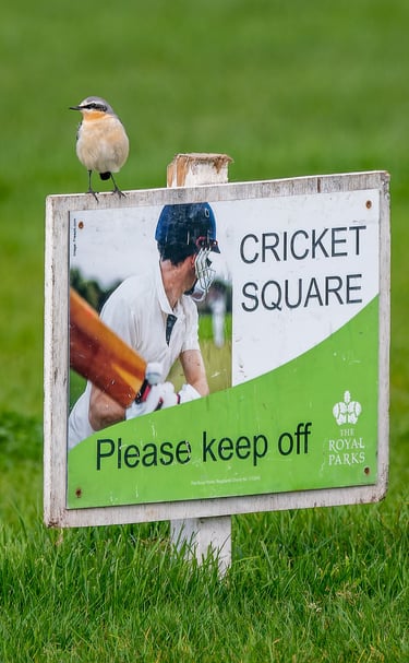 A Northern Wheatear on a cricket sign in Regent's Park. 