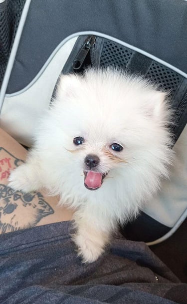cachorro pomerania en venta buenos aires