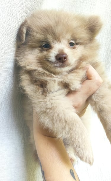 criadero de cachorros pomerania en argentina