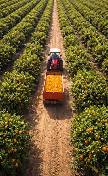 a tractor with a trailer in a citrus field