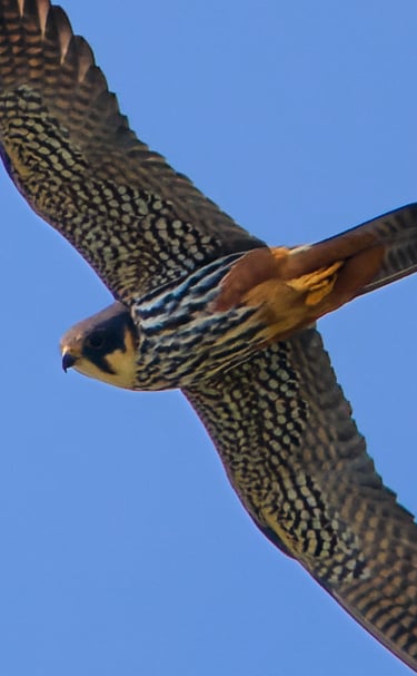 A Hobby in flight