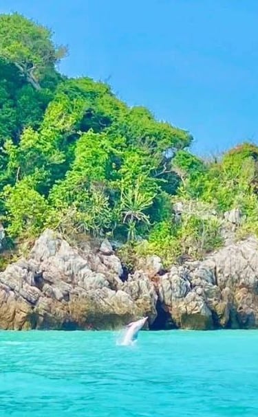 pink dolphin tour samui