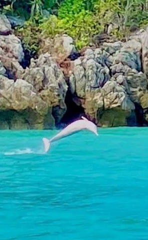 pink dolphins thailand