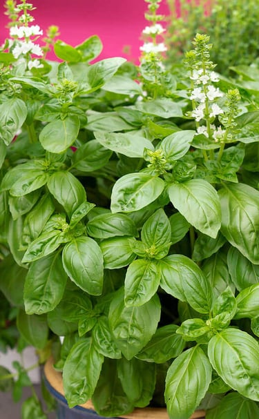 Basil