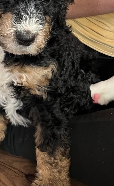 beautiful bernedoodle in wyoming