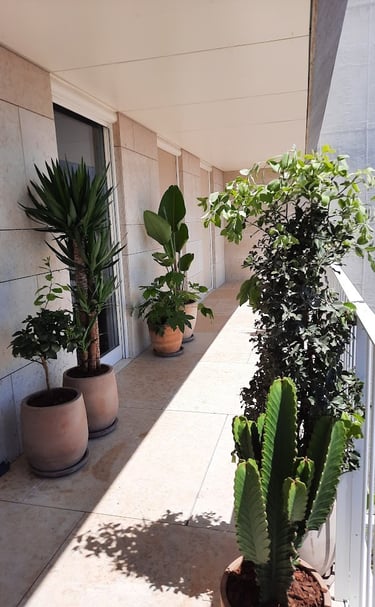 Modern apartment balcony decorated with potted tropical plants, a yucca tree, and cactus in terracotta planters.
