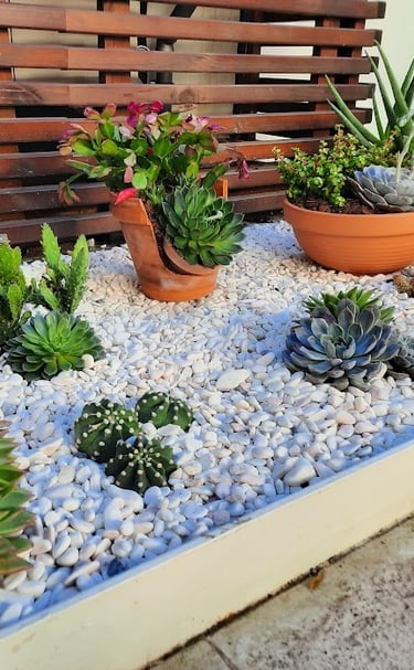 A variety of potted succulents and cacti arranged in a modern garden bed with white pebble mulch.