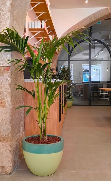 A tall green palm plant in a ceramic pot inside a modern cafe with stone arches and glass doors.