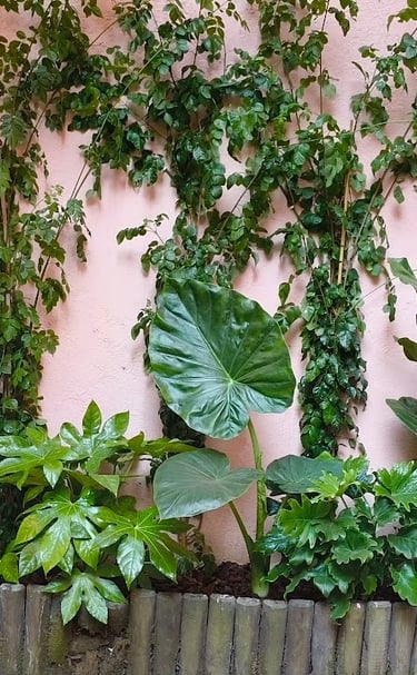 Lush green tropical plants including fiddle leaf fig and ivy against a pink stucco wall.