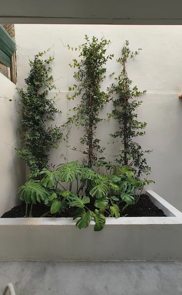 A modern white garden planter featuring lush green Monstera Deliciosa and climbing jasmine vines against a neutral wall.