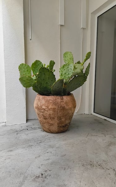A large green prickly pear cactus in a rustic terracotta pot on a modern concrete patio.