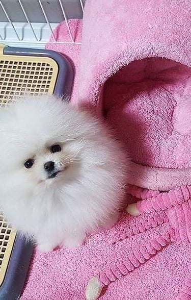 Pomerania mini en venta en México