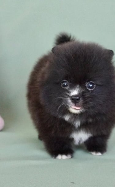 Cachorro Pomerania mini en México con entrega segura
