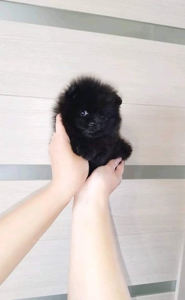Cachorro Pomerania saludable y vacunado en México