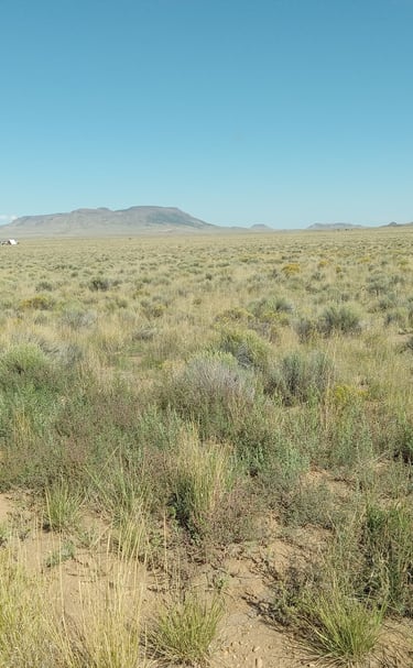 a field with a horse in the middle of the day