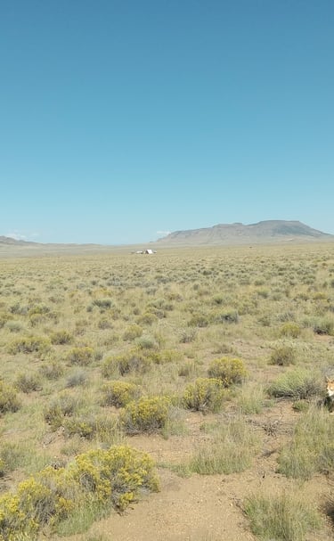 a dog is standing in the middle of a field