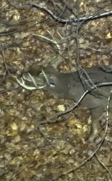 Aerial View of Large Wounded Buck