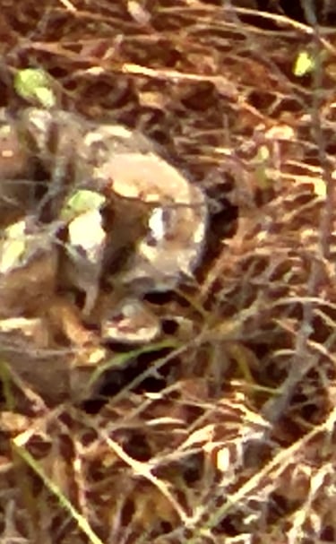 Aerial View of a Coyote Laying Down 