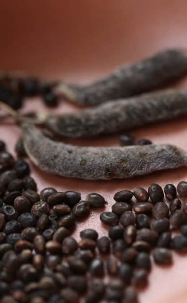 lupine seeds