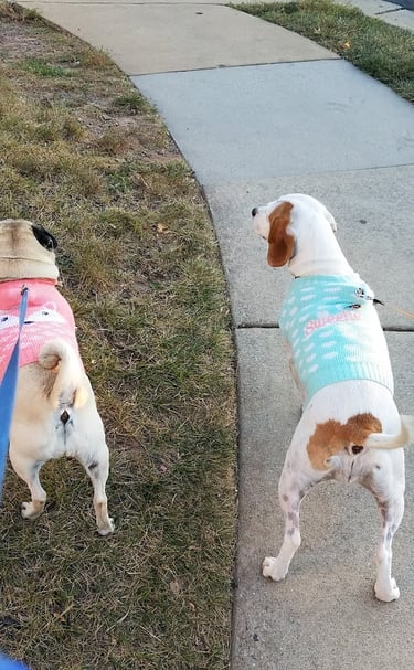 Two small dogs wearing pastel sweaters one pink, one blue—walk side by side on leashes