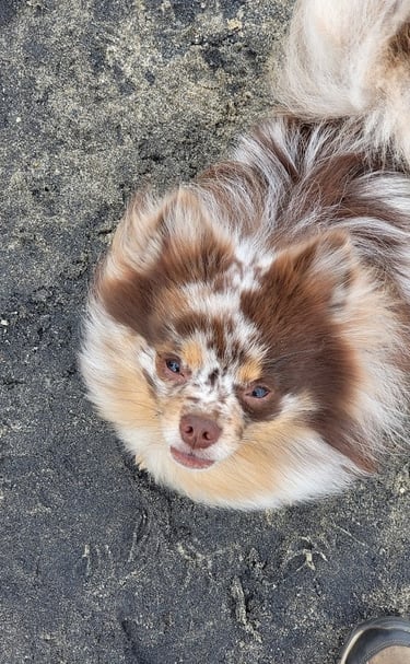 A fluffy brown-and-white Pomeranian with a merle coat lies on dark pavement, gazing up with a squint