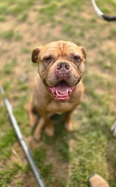 A tan bulldog with a happy face and wrinkled forehead sits on green grass, smiling directly at the c
