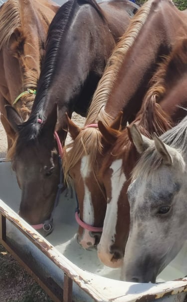 Horseback riding tour