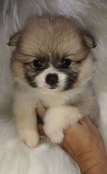 pomerania argentina
