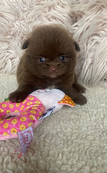 pomerania en venta