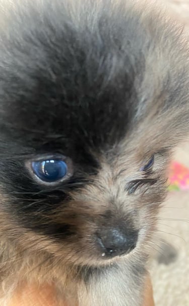pomerania cordoba