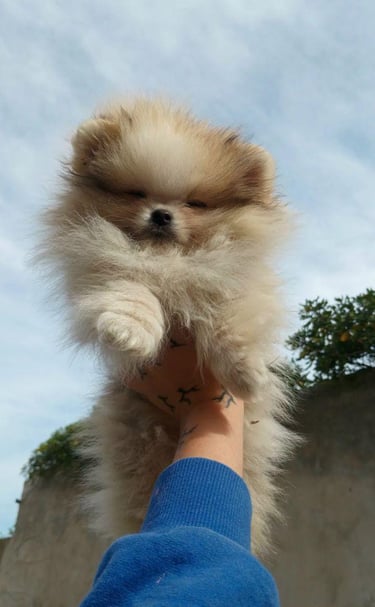 cachorros pomeranians