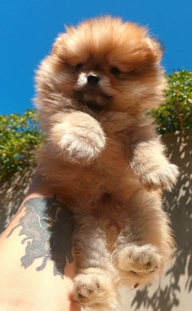 cachorritos pomerania en venta
