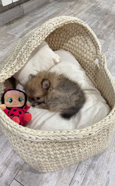 pomeranias en argentina venta