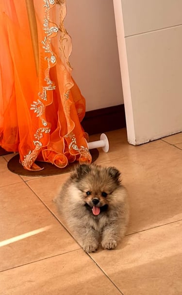 perritos pomeranians en venta