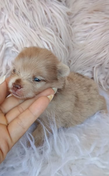 perritos pomeranians en venta argentina