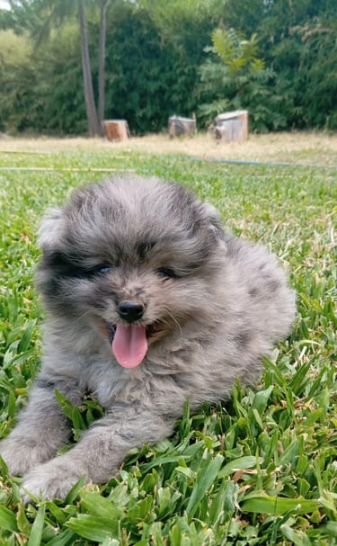 pomerania buenos aires