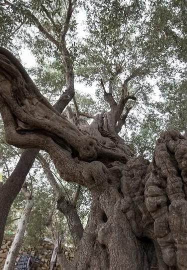 The Roots of Palestine - The Legend of Palestine