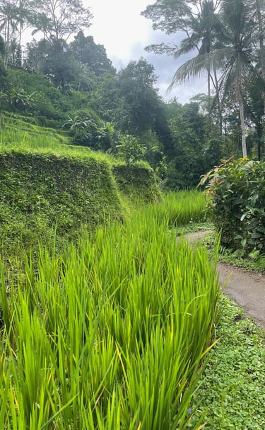 Rizières en terrasses à Ubud, Bali, Indonésie