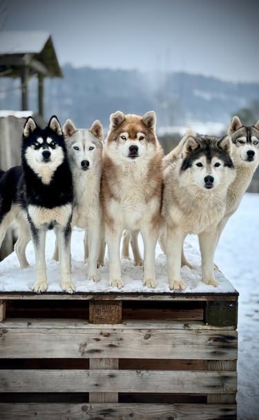 Husky-Erlebnisse, Husky-Ausfahrten, Husky-Trekkingtouren, Husky Abenteuer, Dietfurt, Bayern