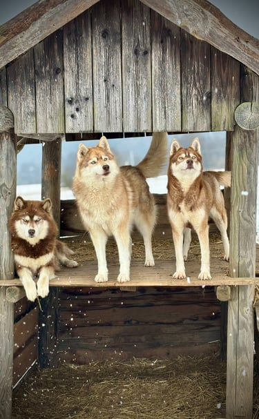 Husky-Erlebnisse, Husky-Ausfahrten, Husky-Trekkingtouren, Husky Abenteuer, Dietfurt, Bayern