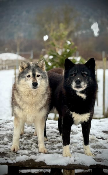 Husky-Erlebnisse, Husky-Ausfahrten, Husky-Trekkingtouren, Husky Abenteuer, Dietfurt, Bayern