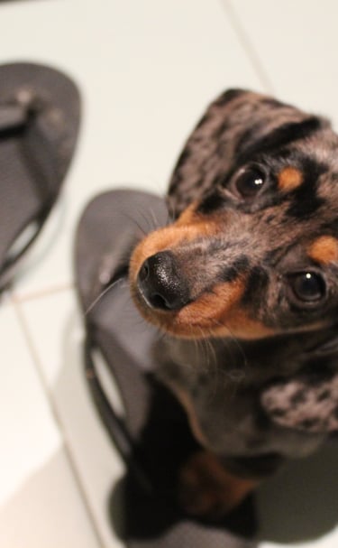 a dog is sitting on the floor next to a pair of flip flop flop flop