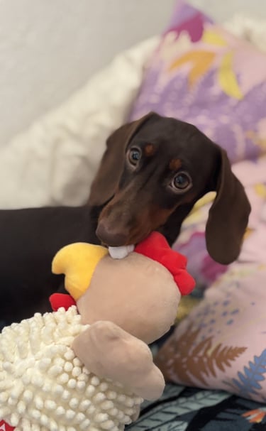 a dog is sitting on a bed with a stuffed animal