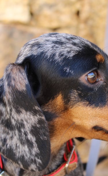a dog is sitting on a leash and looking at something