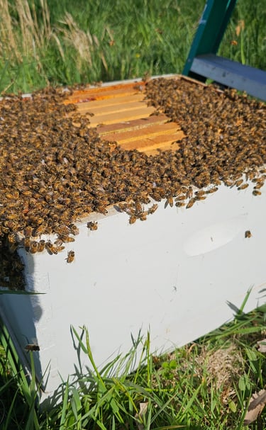 Newly captured swarm of honey bees
