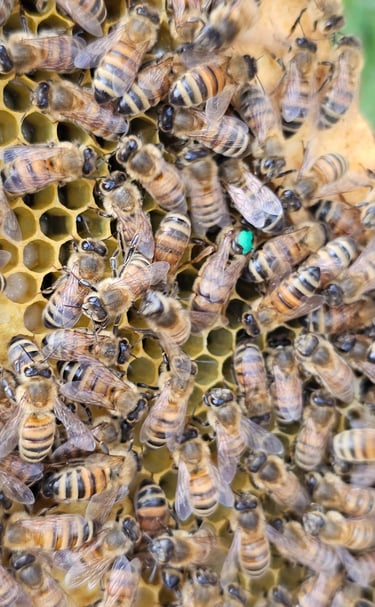 Queen Honey Bee