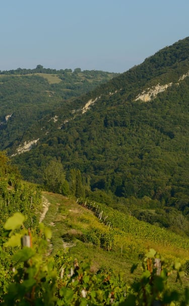 Vallée de Cerdon, Ain